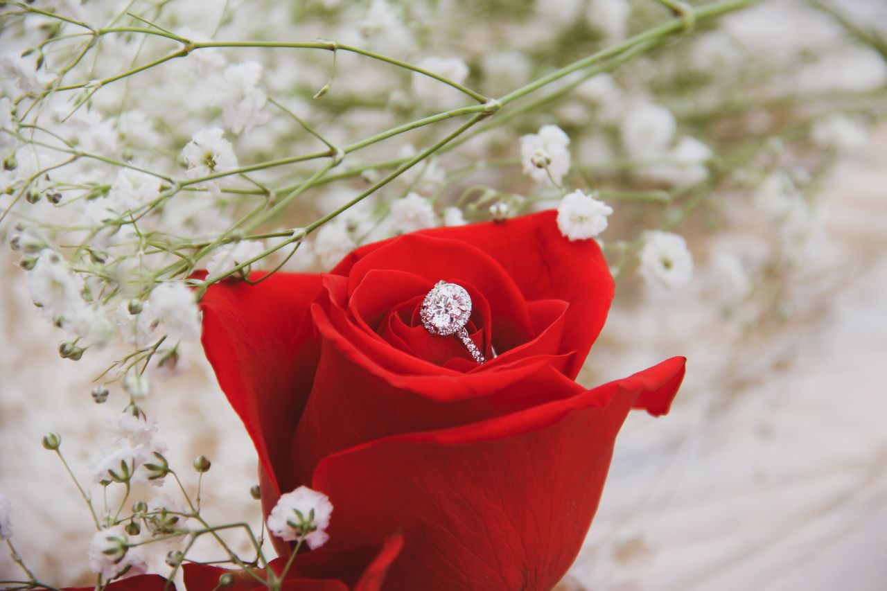 an oval cut halo engagement ring sitting on a red rose